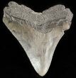 Bargain Megalodon Tooth - South Carolina #47237-1